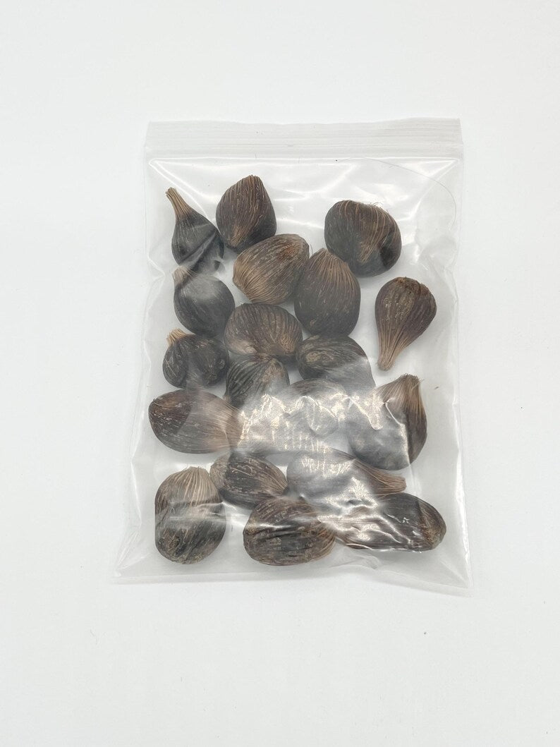 Paquete de Ifa (Orula) / Ifa bundle (Orunmila)