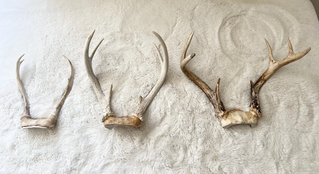 Ochosi Set with Deer Antlers, Tools, and Decorated Plate